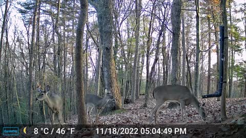 The Woods – 11/19/2022