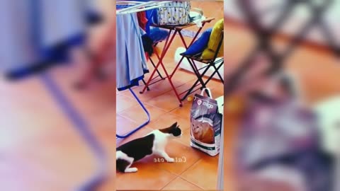 Best Funny Animal Videos Of The 2023 🤣 - Funniest Cats And Dogs Videos 😺😍