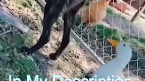 Best Funny Cat Videos