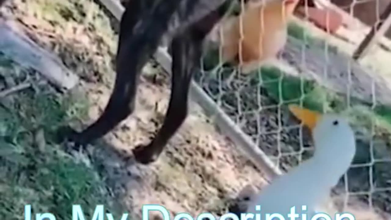 Best Funny Cat Videos