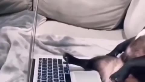 I am created for love not work