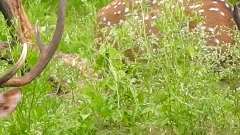 Spotted deer in chitwan national park