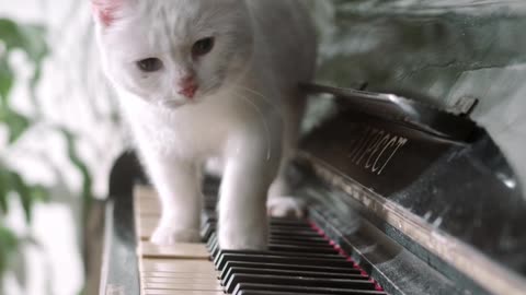 Cat was playing piano 😒👽🫣🫨