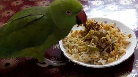 Parrot Eating