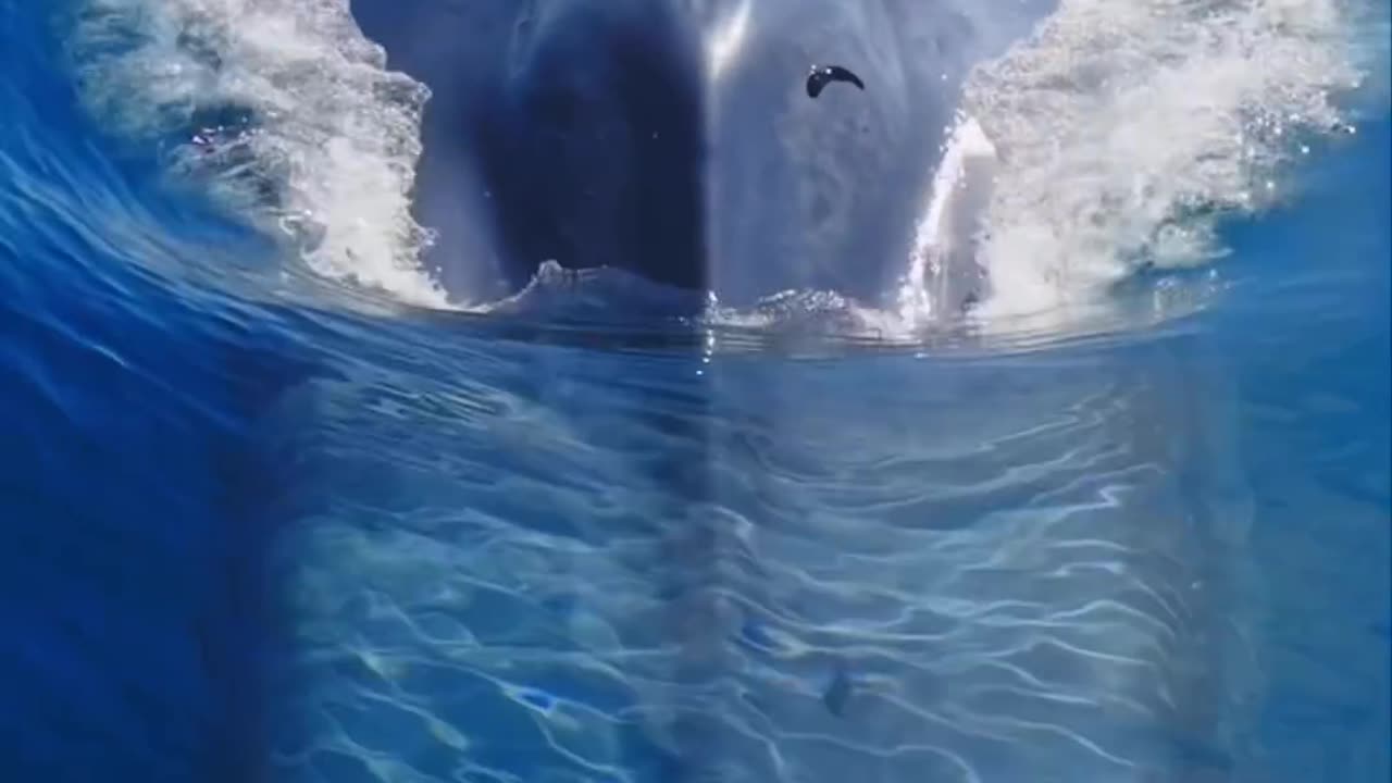 Whale