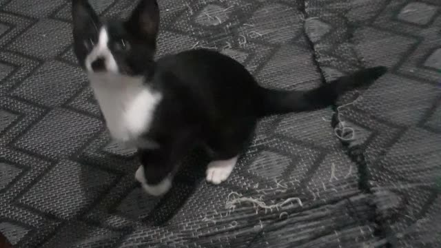 A cat playing with its owner