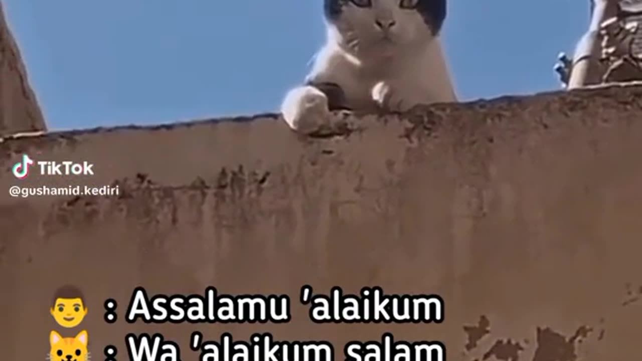 Funny speaking cat