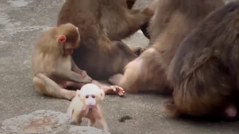 funny animal video 2024