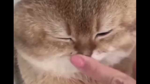 This little cat is so cute that it won't get angry any way you touch it.