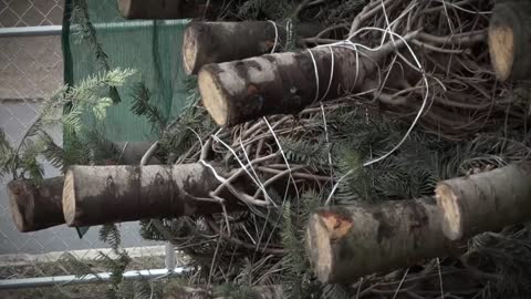 Christmas tree lot in Alamo Heights receives surprise letters from first graders states away