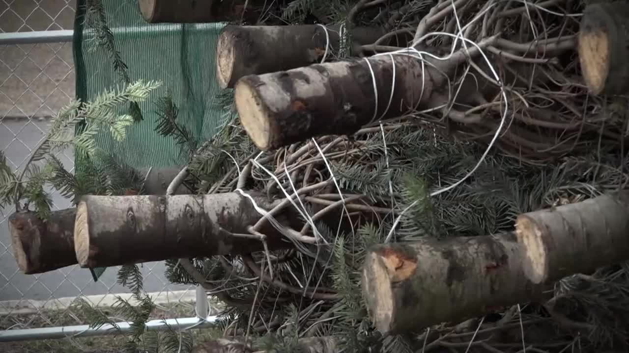Christmas tree lot in Alamo Heights receives surprise letters from first graders states away