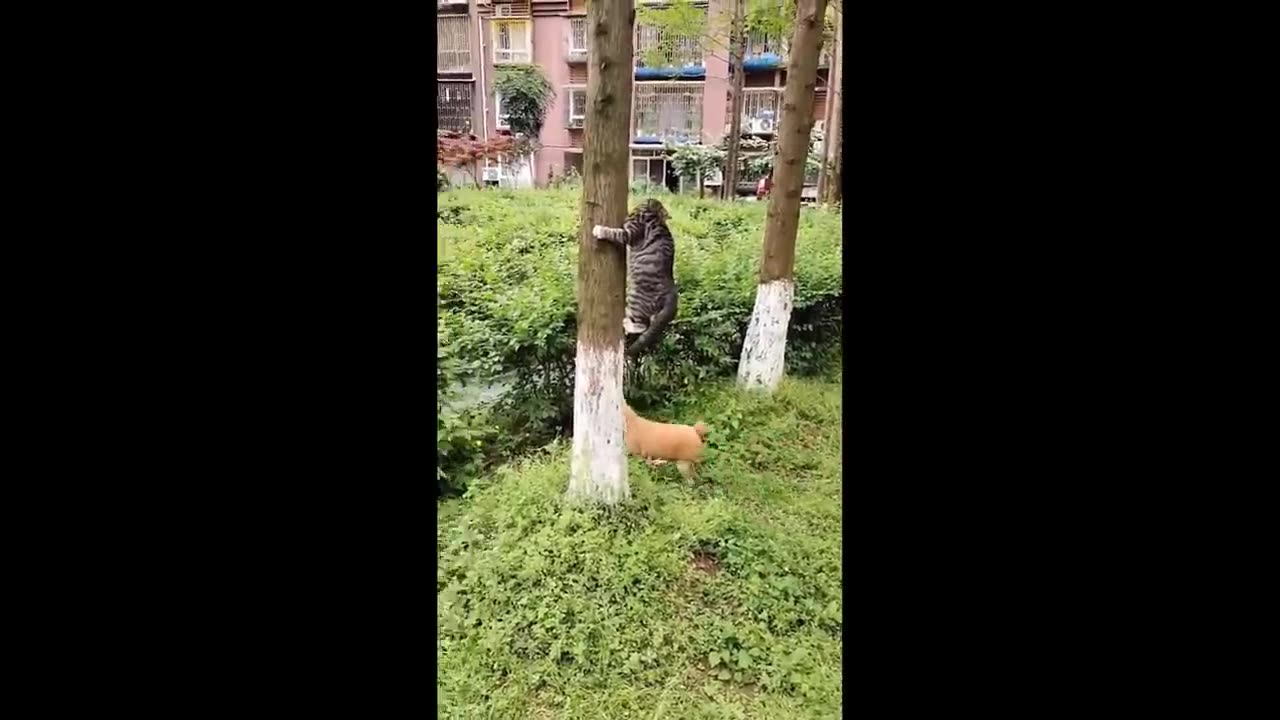 funny cat videos cat 🙀