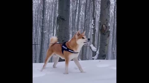 Baby Dogs Cute and Funny Dog