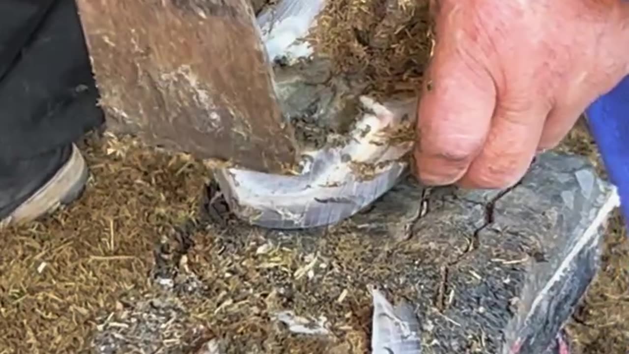 Horse hoof trimming satisfying video