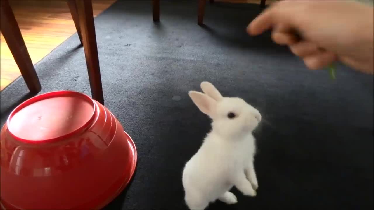 How to train a bunny