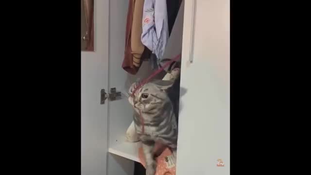Funniest cat in the world | funny cats | animal fun