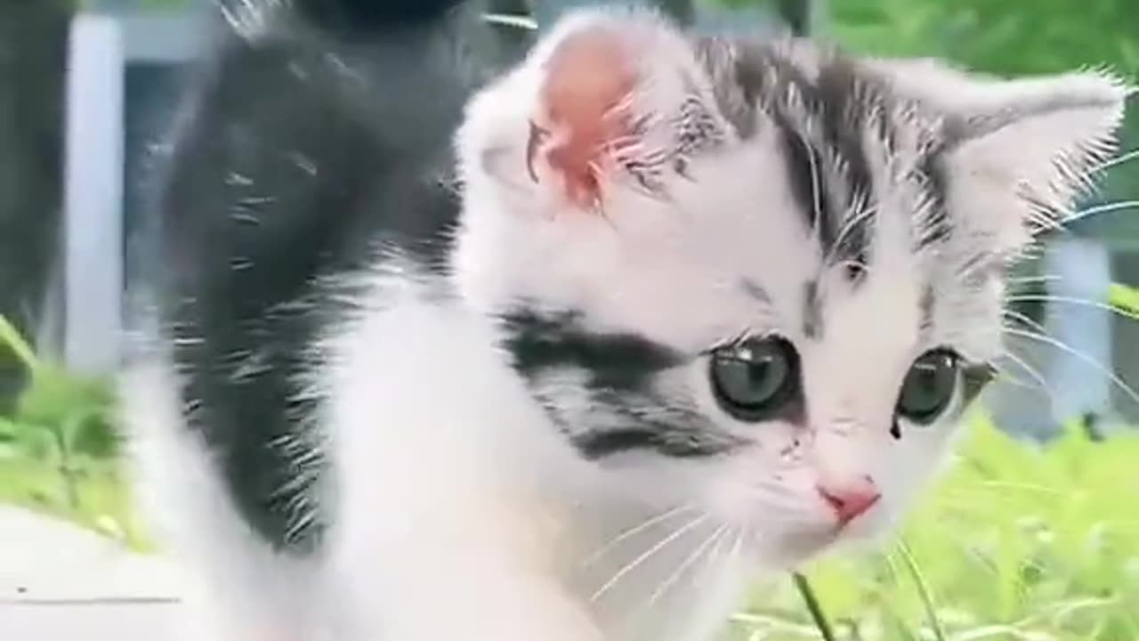 Cute cat