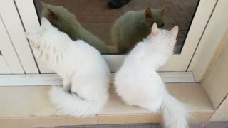 Beautiful cute whites cat