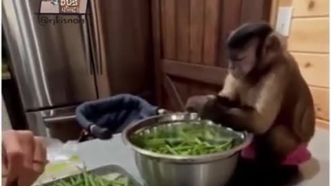 Funny monkey