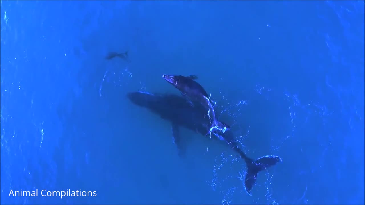 Dolphins Swimming in Water