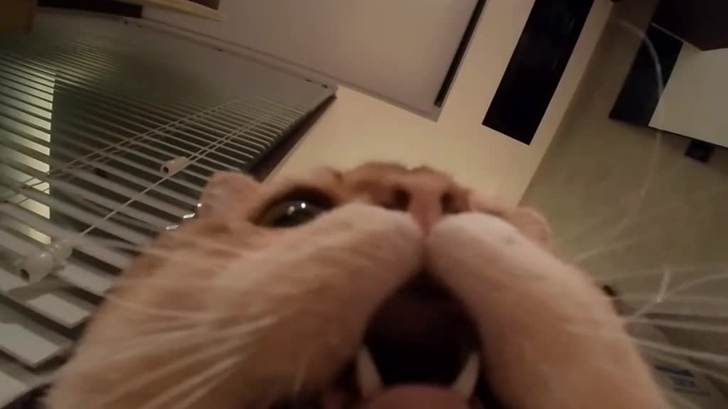 Turn up the volume and play it to your cat, there's a surprise