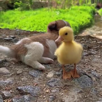 Cute baby animals Videos Compilation cute moment of the animals - Cutest Animals On Earth