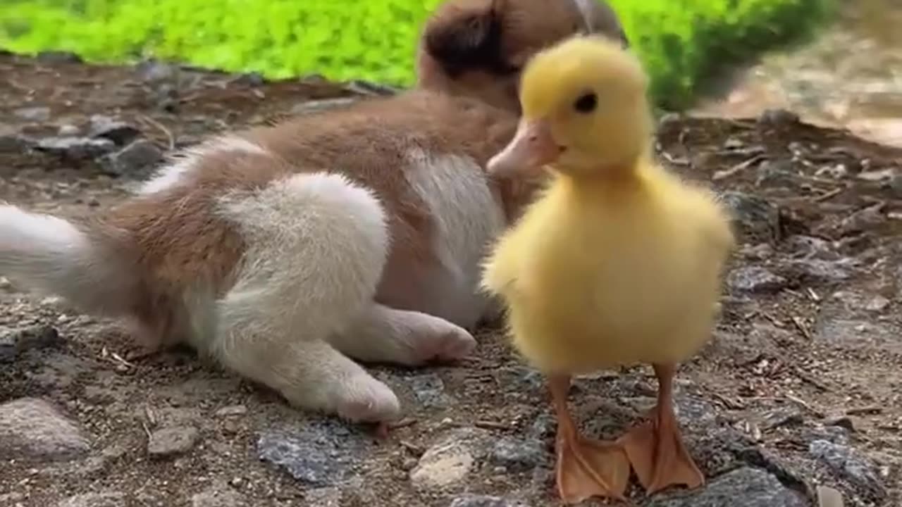 Cute baby animals Videos Compilation cute moment of the animals - Cutest Animals On Earth