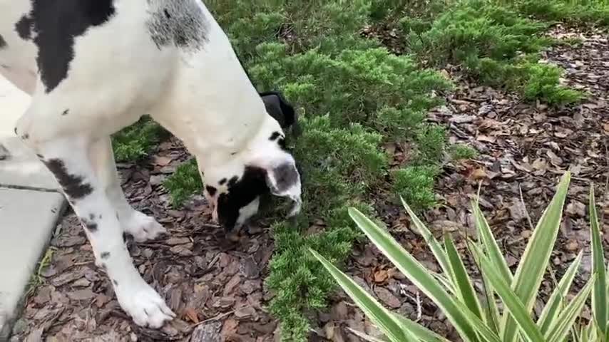 The Great Dane jumped at the Grasshopper and was startled