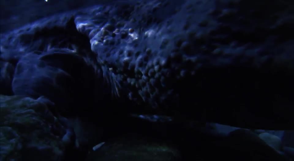 sharks rushed towards the little group of three from opposite direc