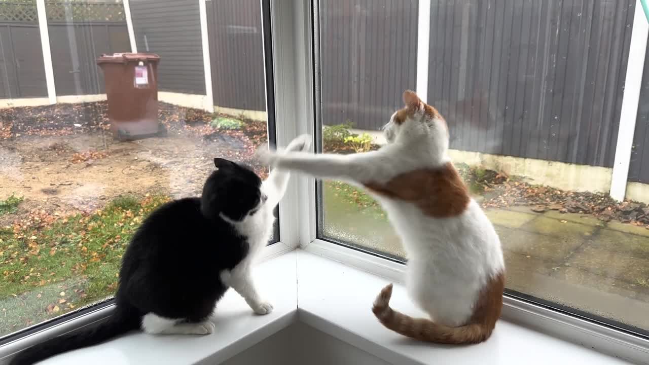 Cat Fight(2)