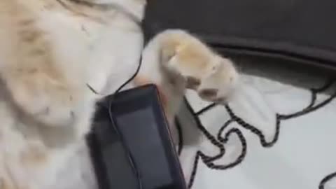 smart cats listen a music and feeling is very cool