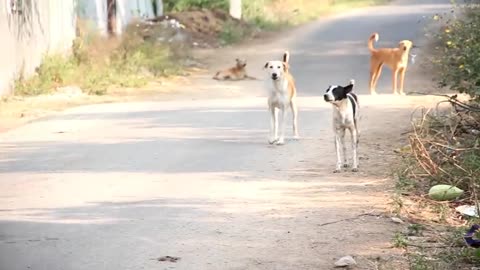 TRY NOT TO LAUGH!! FAKE LION DOG PRANK