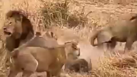 leopard surrounded by lion pride. #lionpride #leopard