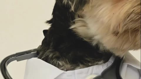 Best Video of Cute Dog - Funny dog !! Doctor dress