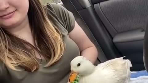 Sugar the Angry Duck