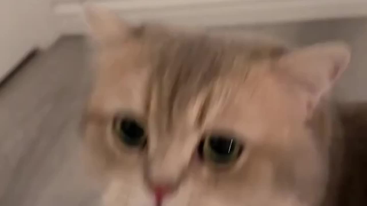 Cute cat
