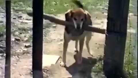 Funny dog video