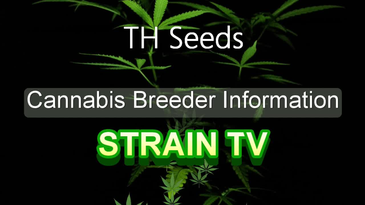 TH Seeds - Cannabis Strain Series - STRAIN TV