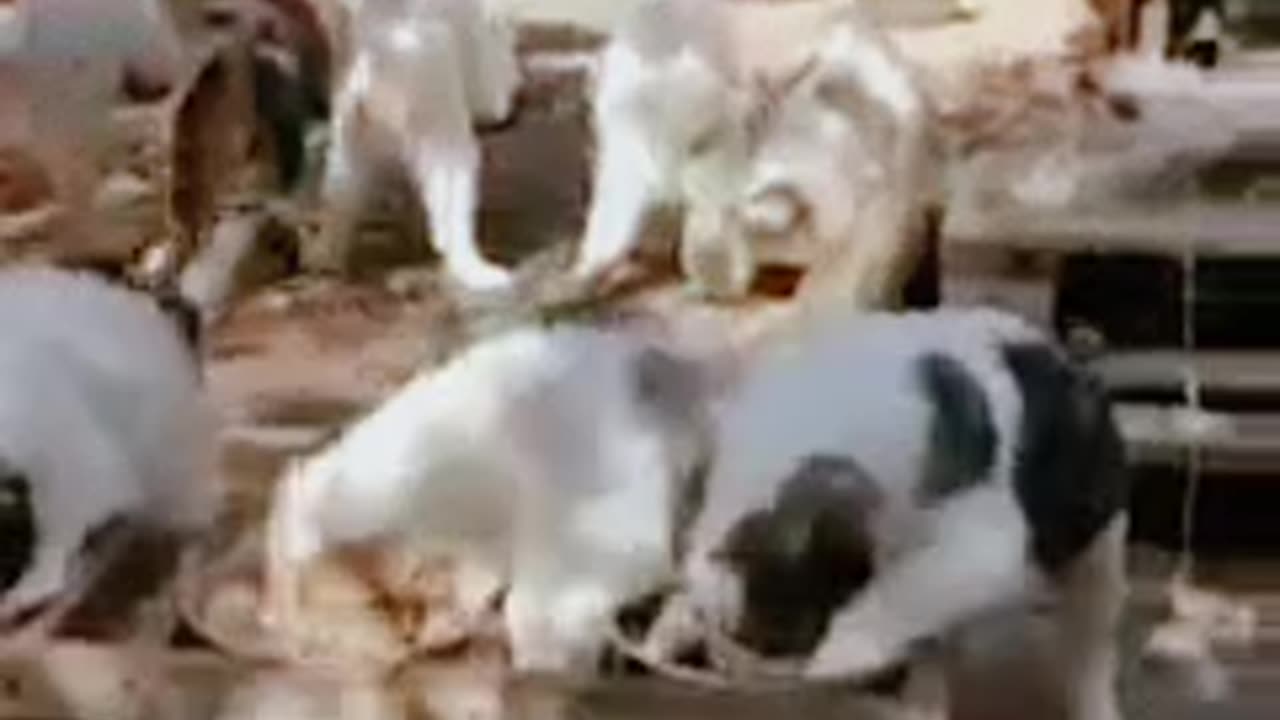 Puppy's eating