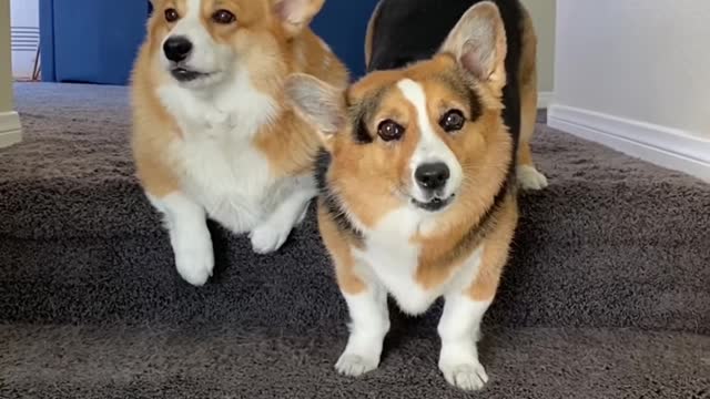 CORGI DOG'S CHEER FOR THEIR SPORTS TEAM Hammy and Olivia