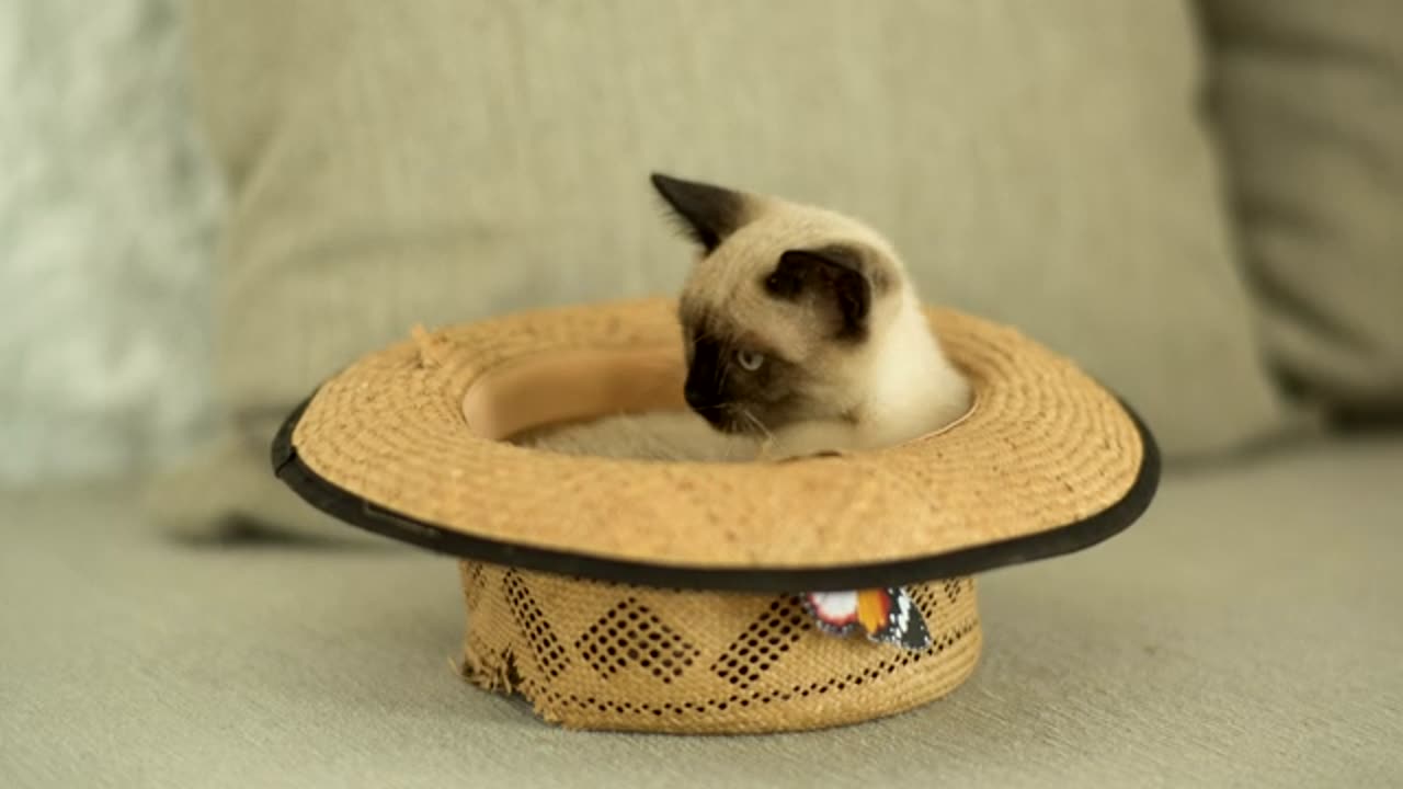 funny cat video
