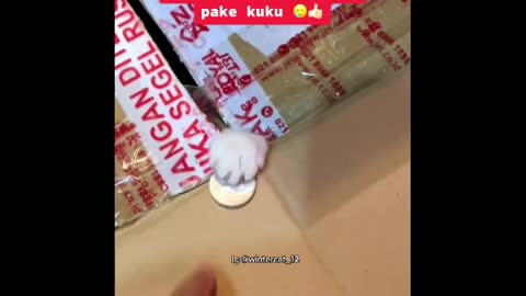 Funny Cats and Pets