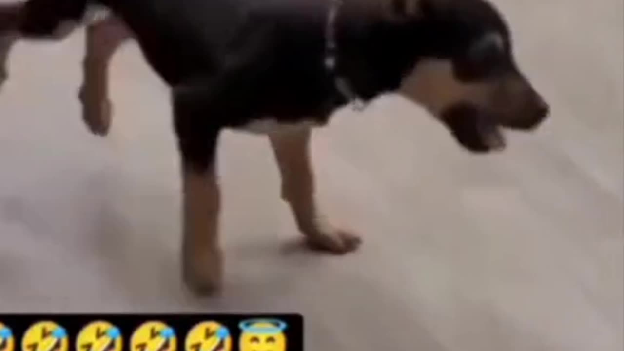 DOG DANCE