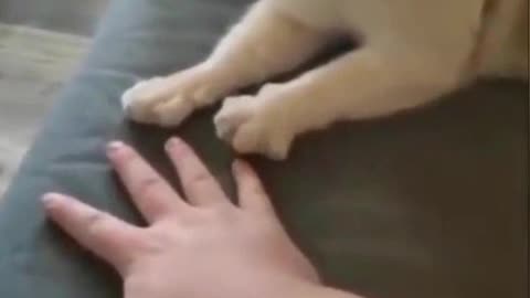 Funny animals makes our day