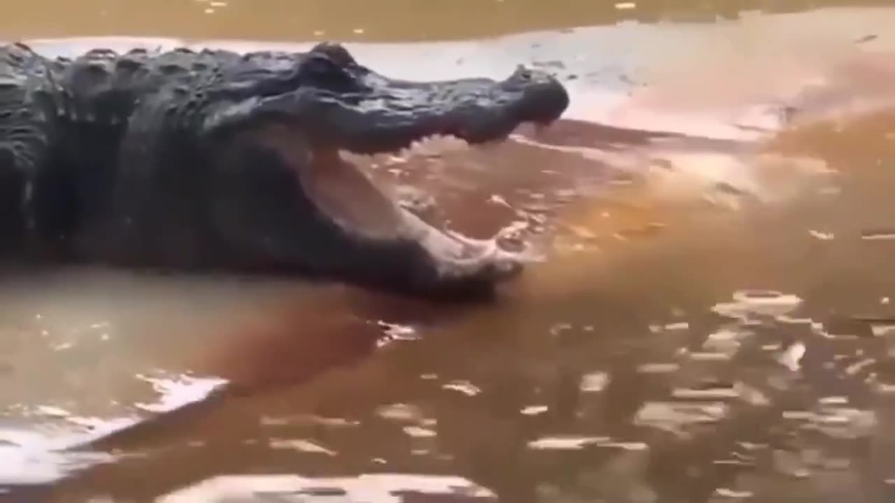 Crocodile attack