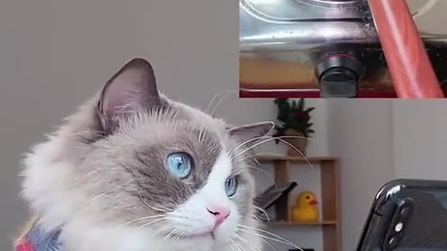 So this is Pop… Rice