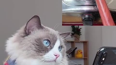 So this is Pop… Rice