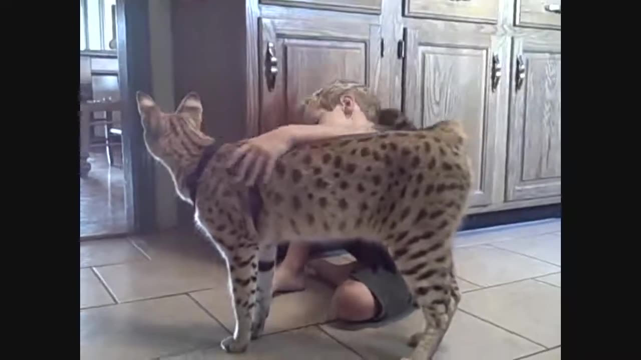 Savannah Cat - A Beautiful Relationship with a Cat