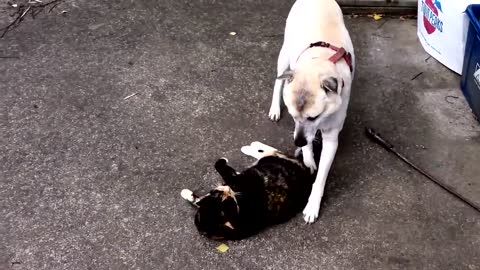 Funny dog and cute puppy videos