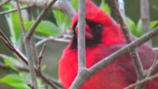 Cardinal